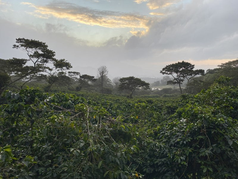 ACHT - PANAMA GEISHA